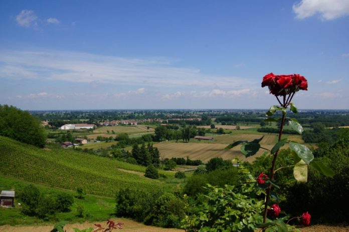 In mezzo alle vigne milanesi