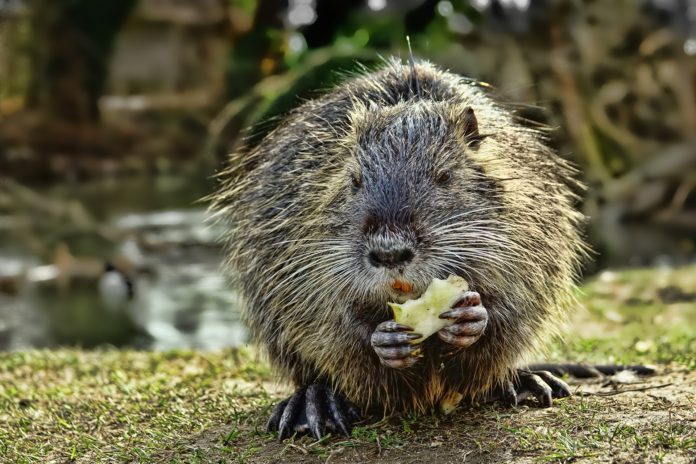 Si combatte contro le nutrie: sparati 200 mila euro