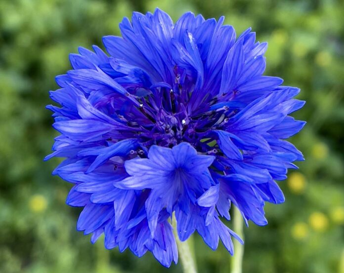 DOMOFLOREA