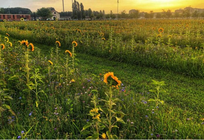 Agricola delle Meraviglie