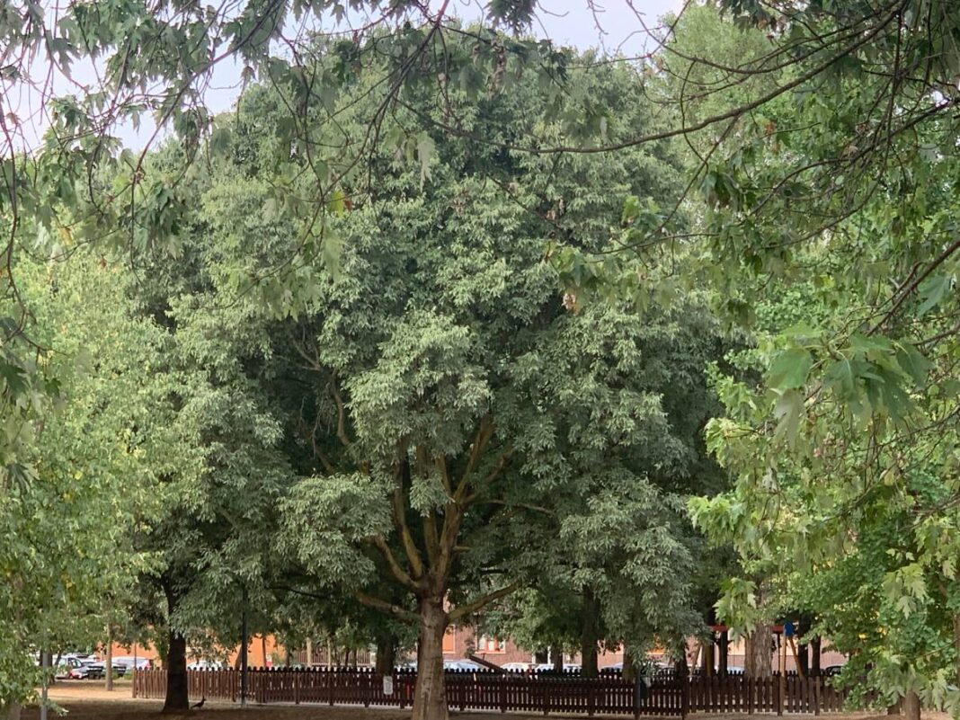 nuovi alberi a milano